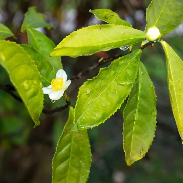 thumbnail for publication: Cultivando té en el jardín de su hogar en Florida